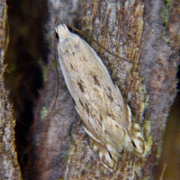 Photo of Battaristis nigratomella by <a href="http://www.coffinpoint.ca/">Paul Westell</a>
